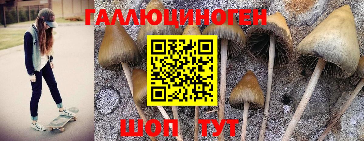 Галлюциногенные грибы Psilocybine cubensis  Вход с VPN  Иваново 